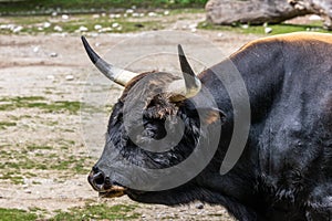 Heck cattle, Bos primigenius taurus or aurochs in a German park