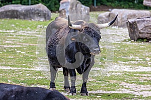 Heck cattle, Bos primigenius taurus or aurochs in a German park