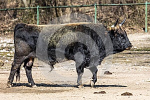 Heck cattle, Bos primigenius taurus or aurochs in a German park