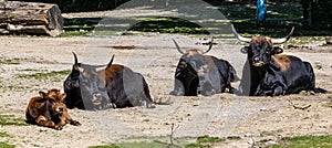 Infierno ganado toro o diente en Alemán 