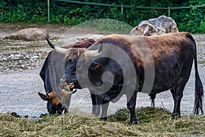 Heck cattle, Bos primigenius taurus or aurochs in the zoo