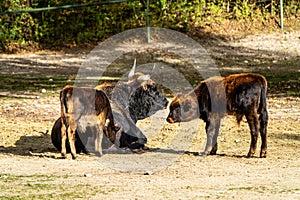 Infierno ganado toro o diente en jardín zoológico 