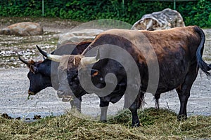 Infierno ganado toro o diente en jardín zoológico 