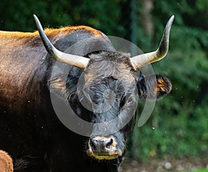 Heck cattle, Bos primigenius taurus or aurochs in the zoo