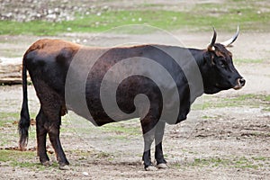 Heck cattle Bos primigenius taurus