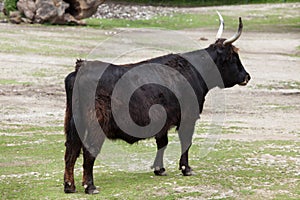 Heck cattle Bos primigenius taurus photo