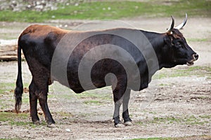 Heck cattle Bos primigenius taurus photo