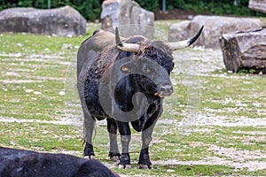 Infierno ganado toro o diente en Alemán 