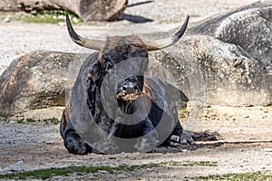 Heck cattle, Bos primigenius taurus or aurochs in a German park