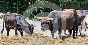 Heck cattle, Bos primigenius taurus or aurochs in the zoo