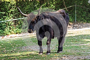 Heck cattle, Bos primigenius taurus or aurochs in the zoo