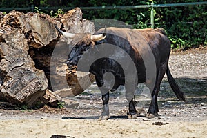 Heck cattle, Bos primigenius taurus or aurochs in the zoo