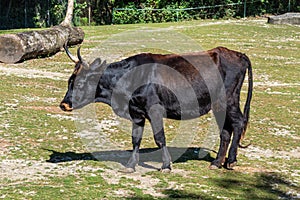 Heck cattle, Bos primigenius taurus or aurochs in the zoo