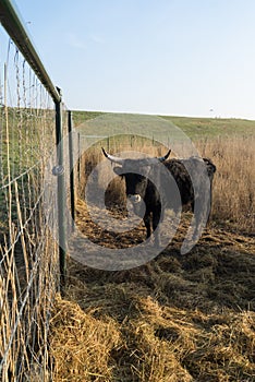 Heck Cattle bull and cow behind a fence in the Dutch Oostvaardersplassen near Almere the Netherlands