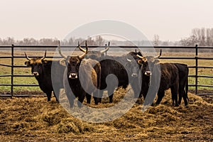 Heck cattle, cow and bulls on wintry pasture with open stablel