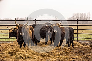 Heck cattle, cow and bulls on wintry pasture with open stablel