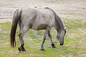 Heck horse Equus ferus caballus