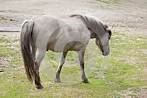 Heck horse Equus ferus caballus