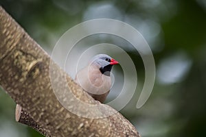 Heck's Grassfinch (Poephila acuticauda)