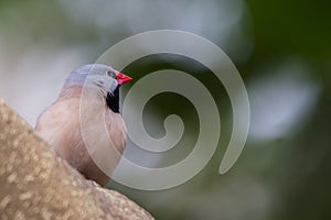 Heck's Grassfinch (Poephila acuticauda)