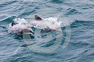 Hector`s Dolphin Cephalorhynchus hectori mother and calf, New Zealand