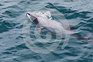 Hector`s Dolphin Cephalorhynchus hectori, the world`s smallest and rarest marine dolphin, New Zealand photo