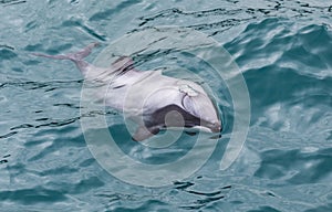 Hector`s Dolphin Cephalorhynchus hectori, the world`s smallest and rarest marine dolphin, New Zealand photo