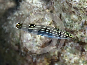 Hector`s goby