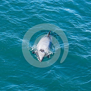 Hectors dolphin, endangered dolphin, New Zealand. Cetacean endemic to New Zealand photo