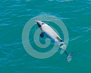 Akaroa harbour, Hectors dolphin, endangered dolphin, New Zealand. Cetacean endemic to New Zealand photo
