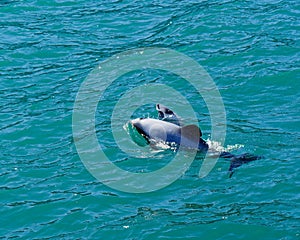 Hectors dolphins, mother and baby calf, endangered dolphin, New Zealand