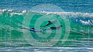 Hectors dolphins, surfing in Porpoise Bay, The Catlins, New Zealand