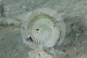 Hectors goby