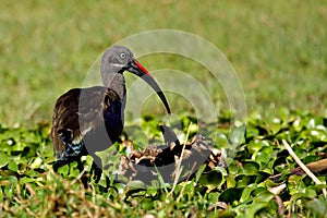 Hedada ibis, Lake Naivasha, Kenya