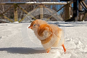 A Hedemora breed from Sweden in snow, with a day old chicken