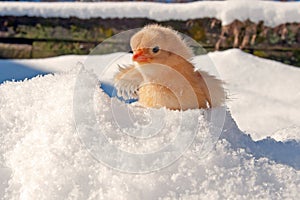 A Hedemora breed from Sweden in snow, with a day old chicken