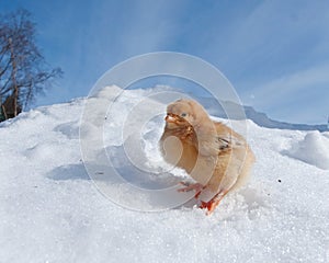 A Hedemora breed from Sweden in snow, with a day old chicken