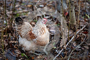 Hedemora hen out pecking for food in grass and leafs
