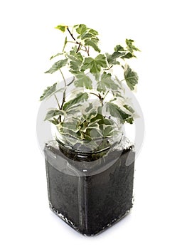 Hedera algeriensis in studio