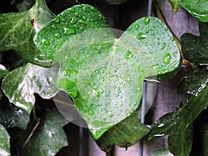 Hedera canariensis green ivy leaf and raindrops