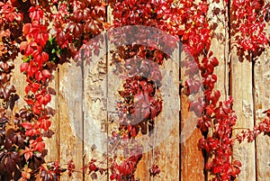 Hedera climbing plant - ivy. Blue berries hang from an ornamental shrub on a wooden fence. Colorful decorative