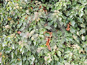 Hedera colchica `Arborescens`