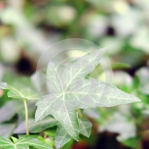 Hedera, commonly called ivy plural ivies is a genus of 12â€“15 species of evergreen climbing or ground-creeping woody plants in