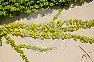 Hedera, commonly called ivy plural ivies on house wall. Beautiful ivy climbing on house wall with copy space