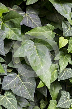 Hedera, commonly called ivy plural ivies. Ivies are very popular in cultivation within their native range and compatible