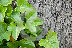 Hedera helix