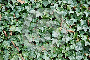 Hedera helix