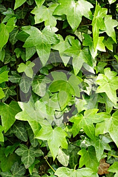 Hedera helix