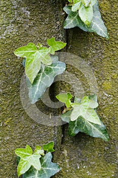 Hedera Helix