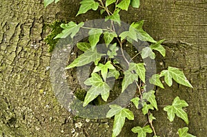 Hedera Helix